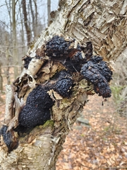 Inonotus obliquus sterilis