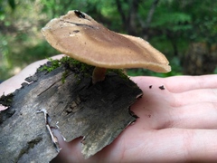 Lentinus substrictus