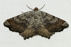 Macaria distribuaria