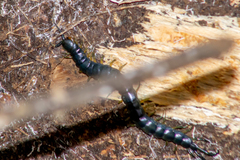 Scolopendra viridis