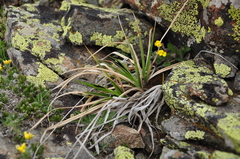 Carex atrata