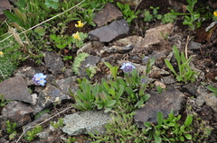 Myosotis olympica