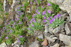 Primula longipes