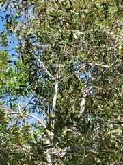Melaleuca quinquenervia