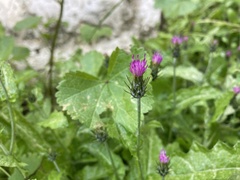 Carduus argentatus