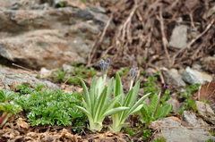 Primula longipes