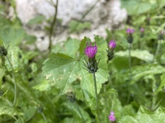 Carduus argentatus