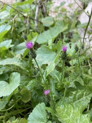 Carduus argentatus