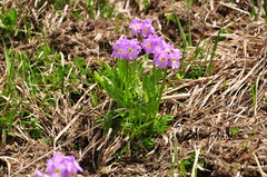Primula auriculata