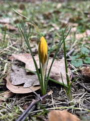 Crocus chrysanthus