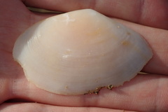 Bosemprella incarnata