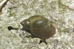 Lymnaeidae
