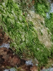 Plagiothecium laetum