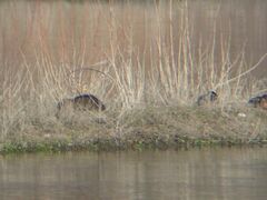 Myocastor coypus