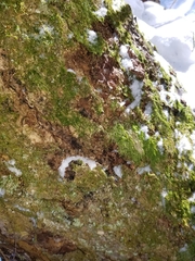 Plagiothecium laetum