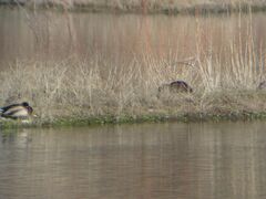 Myocastor coypus