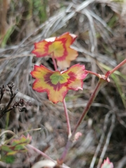 Pelargonium tabulare
