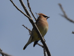Bombycilla cedrorum