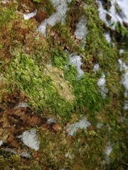 Plagiothecium laetum