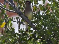 Bombycilla cedrorum