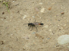 Ammophila