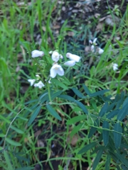 Cardamine californica