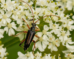 Cortodera longicornis