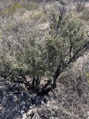 Condalia warnockii