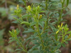 Cleome viscosa