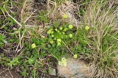 Chamaesciadium acaule