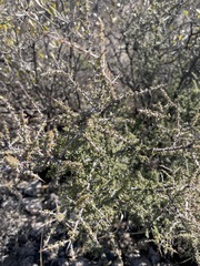 Condalia warnockii