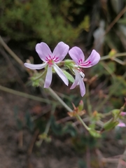 Pelargonium tabulare