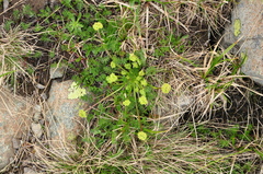 Chamaesciadium acaule