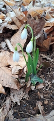 Galanthus plicatus
