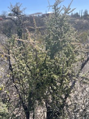 Condalia warnockii