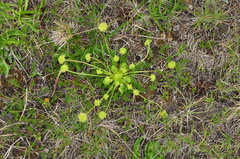 Chamaesciadium acaule