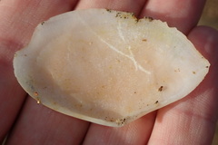 Bosemprella incarnata