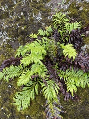 Blechnum novae-zelandiae