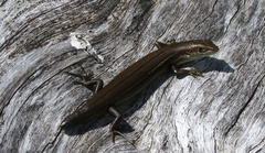 Pseudemoia entrecasteauxii