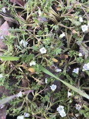 Nemophila pedunculata
