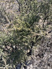 Condalia warnockii