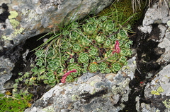 Saxifraga paniculata