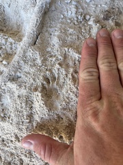 Otospermophilus variegatus