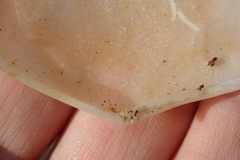 Bosemprella incarnata