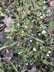 Nemophila pedunculata