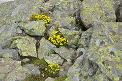 Draba bruniifolia