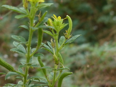 Cleome viscosa