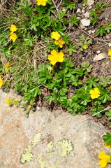 Potentilla ruprechtii