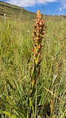 Disa brevicornis