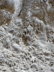 Otospermophilus variegatus